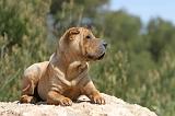 SHAR-PEI 254